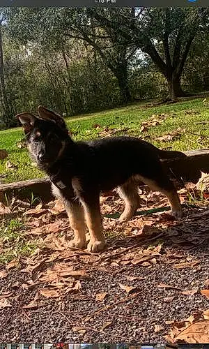 Name German Shepherd Dog Cece
