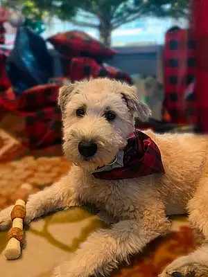 Name Soft-coated Wheaten Terrier Dog Emmy