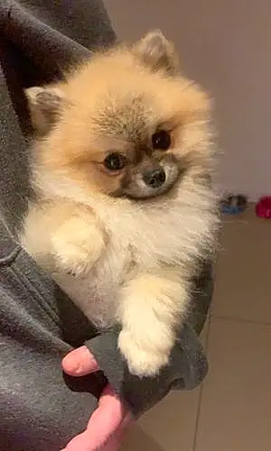 Name Pomeranian Dog Gucci