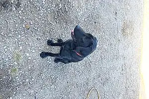 Name Labrador Retriever Dog Levi