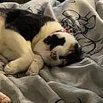 Cat, White, Comfort, Textile, Carnivore, Felidae, Grey, Whiskers, Small To Medium-sized Cats, Linens, Furry friends, Bedding, Domestic Short-haired Cat, Companion dog, Wood, Pattern, Paw, Tail