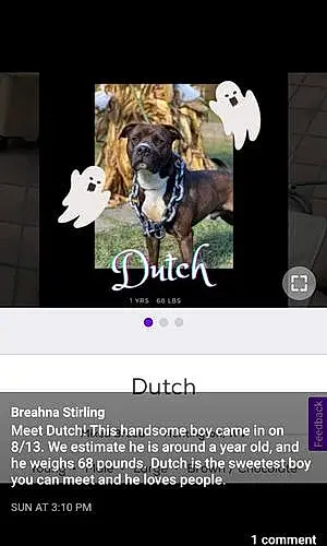 Name Dog Dutch