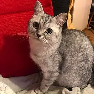 Name British Shorthair Cat Aurora