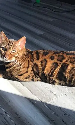 Name Bengal Cat Addison