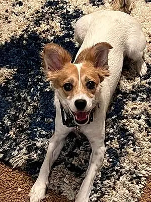 Name Chihuahua Dog Hermione