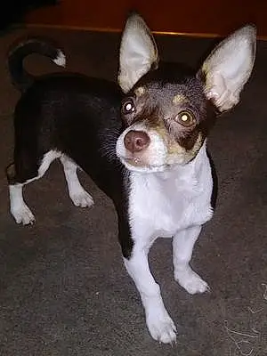 Name Chihuahua Dog Chula