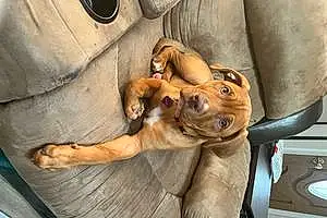 Name American Staffordshire Terrier Dog Hazelnut
