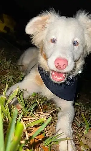 Name Australian Shepherd Dog Kodak