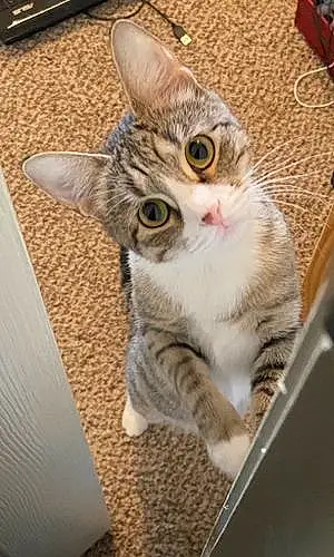 Name American Shorthair Cat Bitsy