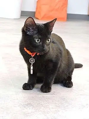 Name Cat Castiel