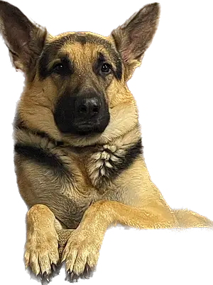 Name German Shepherd Dog Ice