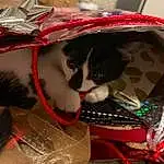 Cat, Felidae, Carnivore, Basket, Fawn, Headgear, Small To Medium-sized Cats, Whiskers, Christmas Ornament, Red, Bag, Eyewear, Collar, Holiday, Event, Christmas, Present, Fashion Accessory, Furry friends, Tradition