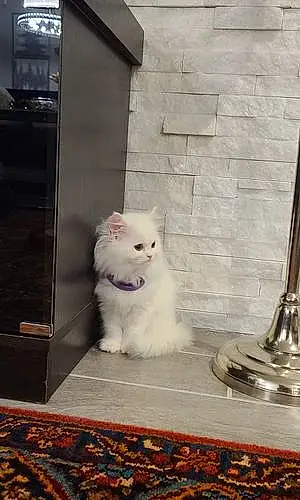 Name Persian Cat Crystal