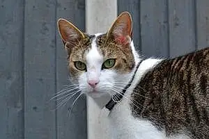 Name Tabby Cat Caesar