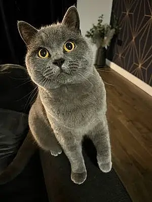 Name British Shorthair Cat Koko