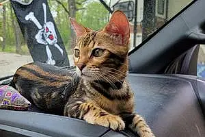 Name Bengal Cat Basil