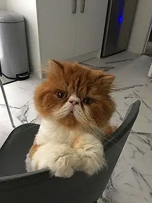 Name Persian Cat Freddie