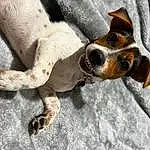 Dog, Carnivore, Dog breed, Whiskers, Fawn, Companion dog, Working Animal, Snout, Collar, Hound, Terrestrial Animal, Canidae, Paw, Furry friends, Comfort, Terrier, Chilean Fox Terrier, Hunting Dog, Toy Dog