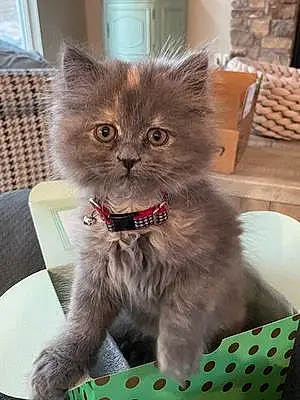 Name Persian Cat Bama