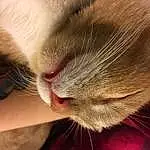 Nose, Cat, Felidae, Carnivore, Comfort, Ear, Whiskers, Small To Medium-sized Cats, Snout, Tail, Close-up, Furry friends, Domestic Short-haired Cat, Paw, Claw, Nap, Eyelash, Sleep, Nail, Fang