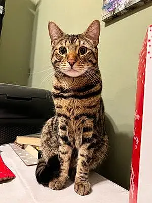 Name Bengal Cat Lenny