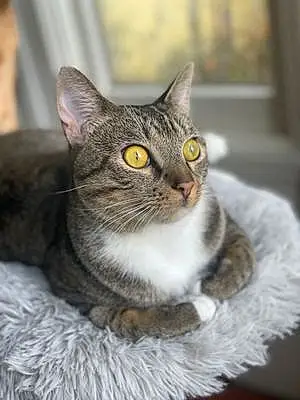 Name Egyptian Mau Cat Jolene