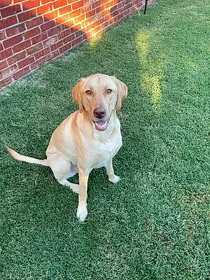 Name Labrador Retriever Dog Clementine