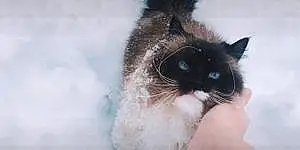 Name Siberian Cat Jojo