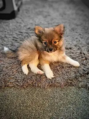 Name Pomeranian Dog Kuma