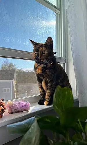Name American Shorthair Cat Clementine