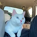 Cat, Felidae, Carnivore, Small To Medium-sized Cats, Whiskers, Fawn, Comfort, Snout, Tail, Furry friends, Domestic Short-haired Cat, Window, Paw, Car Seat, Sitting, Vehicle Door