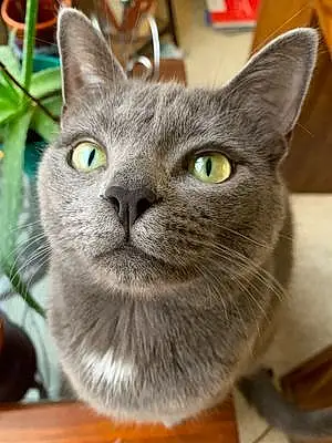 Name Korat Cat Hermes