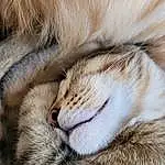 Cat, Felidae, Carnivore, Small To Medium-sized Cats, Whiskers, Fawn, Terrestrial Animal, Snout, Tail, Close-up, Claw, Grass, Furry friends, Domestic Short-haired Cat, Paw, Nap, Sleep