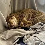 Brown, Cat, Felidae, Comfort, Carnivore, Grey, Beige, Small To Medium-sized Cats, Whiskers, Wood, Linens, Furry friends, Domestic Short-haired Cat, Pattern, Paw, Bedding, Wrinkle, Blanket