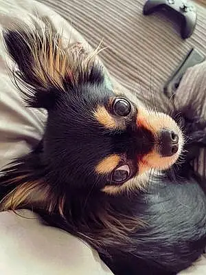 Name Chihuahua Dog Jaffa