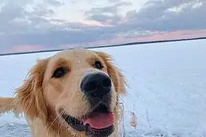 Name Golden Retriever Dog Charley