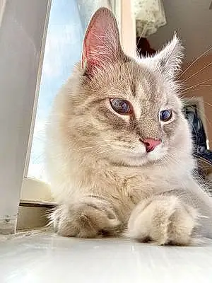 Name Cat Kiko