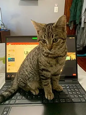 Name Tabby Cat Akira