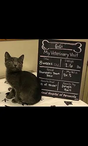 Name Exotic Shorthair Cat Gigi