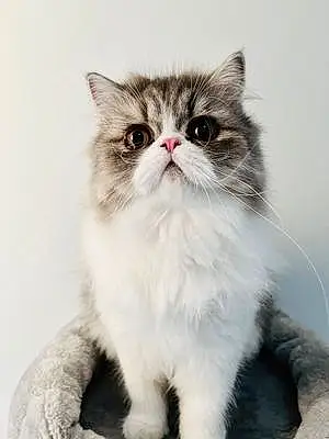 Name Persian Cat Arya