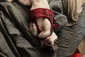 Name Chihuahua Dog Bocephus