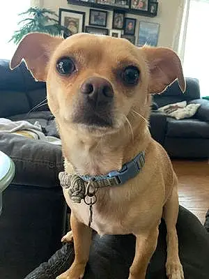 Name Chihuahua Dog Goliath