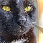 Hair, Head, Cat, Eyes, Felidae, Carnivore, Human Body, Small To Medium-sized Cats, Whiskers, Snout, Close-up, Terrestrial Animal, Furry friends, Domestic Short-haired Cat, Black cats, Electric Blue