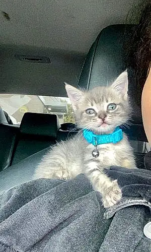 Name American Shorthair Cat Bleu
