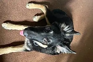 German Shepherd Dog Raiya
