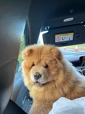 Name Chow Chow Dog Delilah