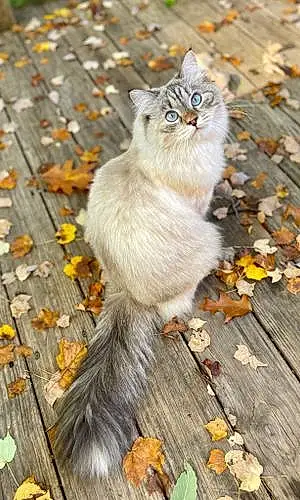 Name Siberian Cat Jovi