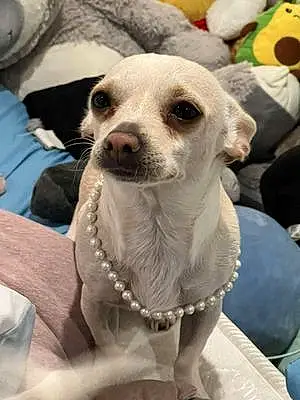 Name Chihuahua Dog Iggy