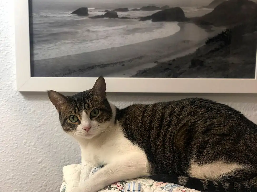 Cat, Felidae, Carnivore, Grey, Sky, Comfort, Whiskers, Small To Medium-sized Cats, Art, Snout, Water, Tail, Picture Frame, Domestic Short-haired Cat, Furry friends, Wind Wave, Sand, Linens, Wood, Ocean