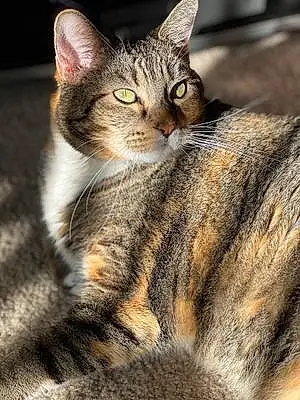 Name Egyptian Mau Cat Daphne
